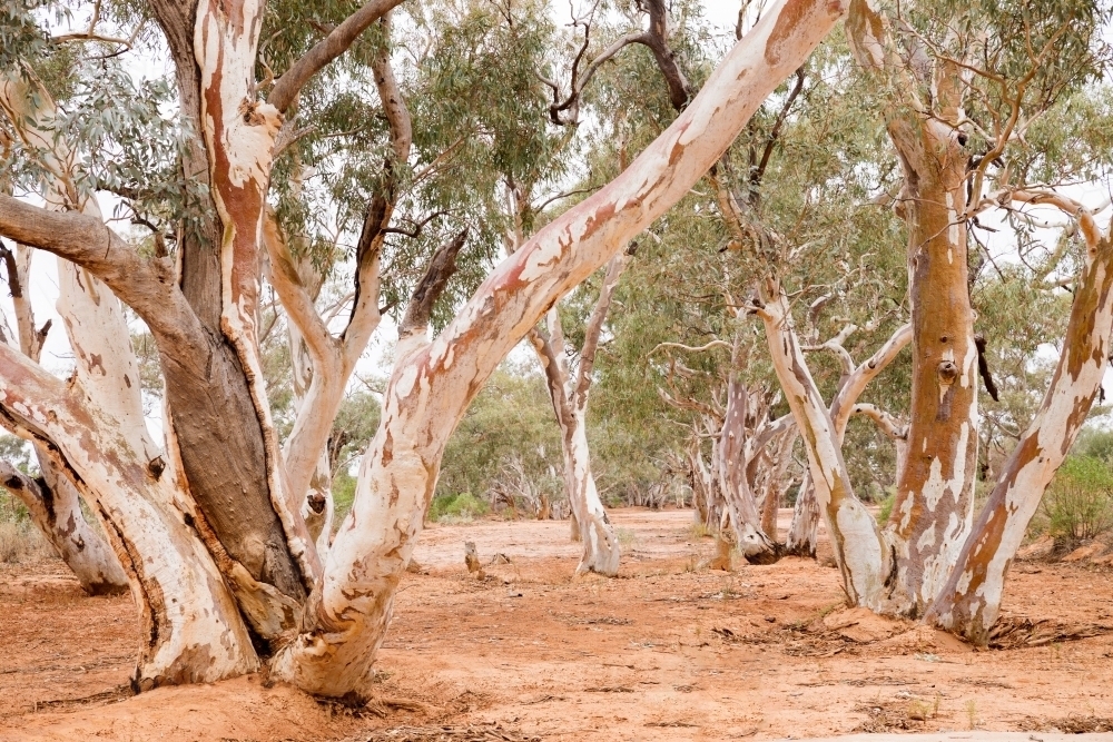 Gum trees growing in sandy creek bed - Australian Stock Image