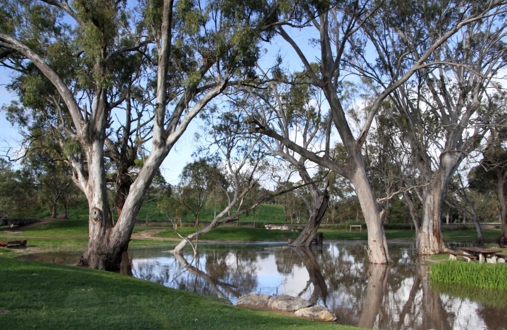 Gum trees in a park beside a still pool of water - Australian Stock Image