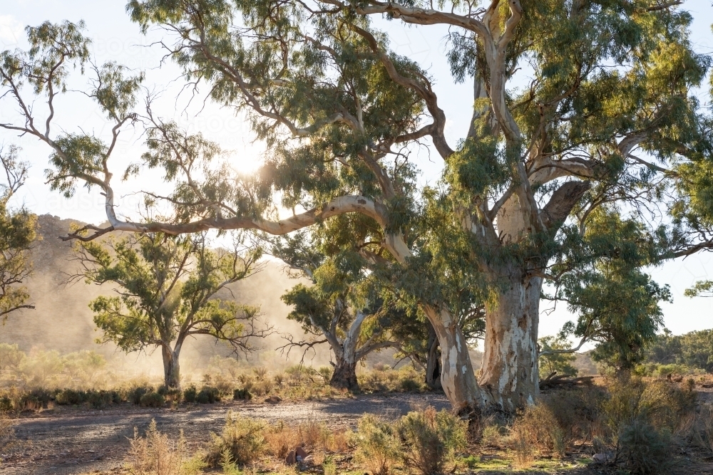 gum trees in afternoon light - Australian Stock Image