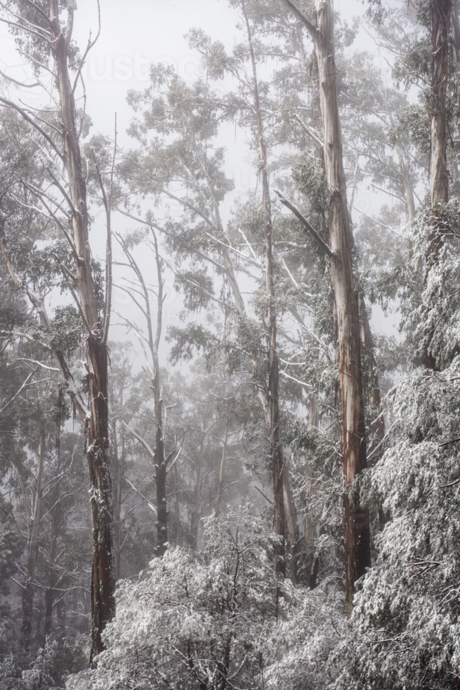 Gum trees in mist and snow, vertical - Australian Stock Image