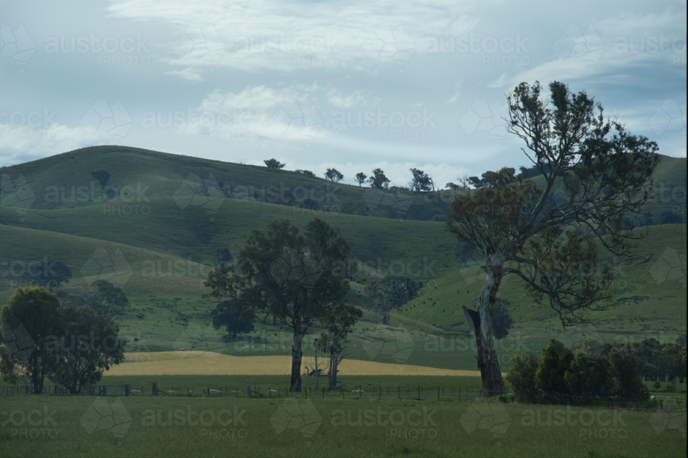 Gum trees in sheep paddock with rolling hills - Australian Stock Image
