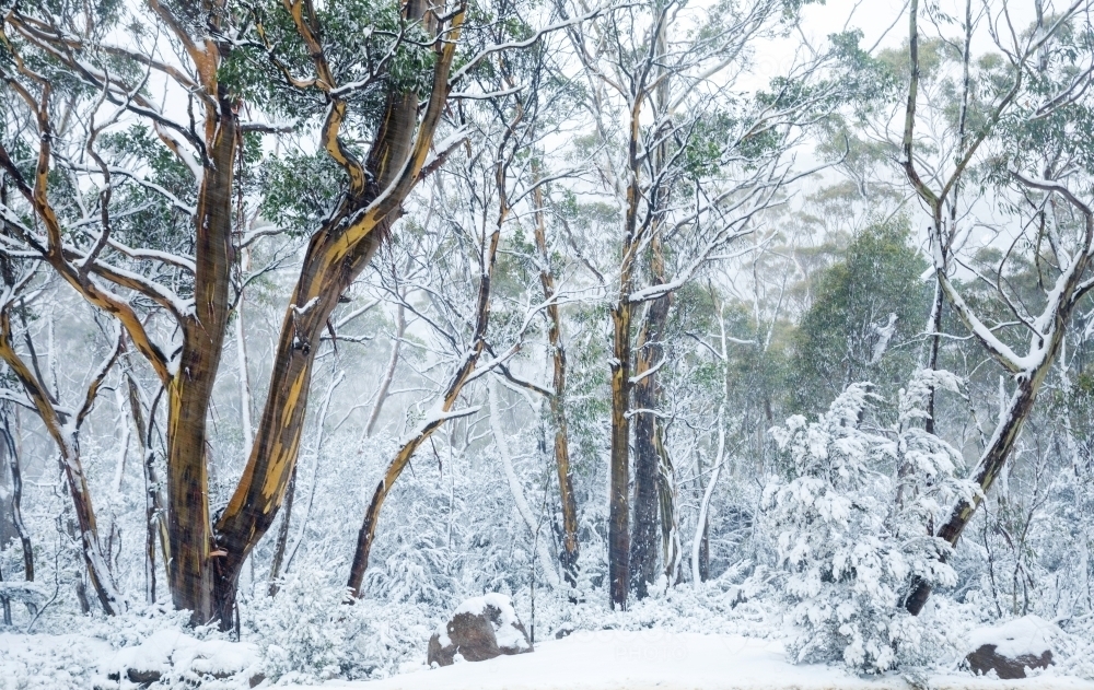 gum trees in snowy landscape - Australian Stock Image