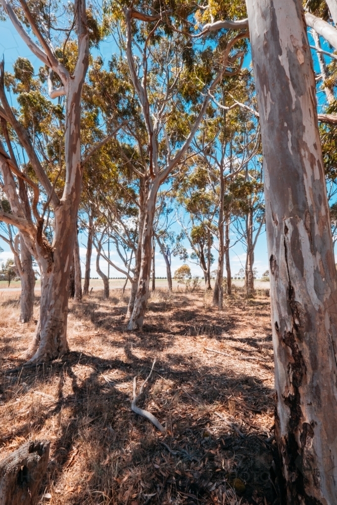 Image of Gum trees in sunny light Austockphoto
