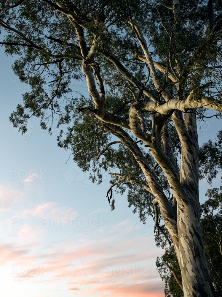 gum trees on a river bank at sunset - Australian Stock Image