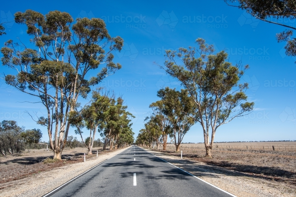 Gum trees on both sides of the road. - Australian Stock Image