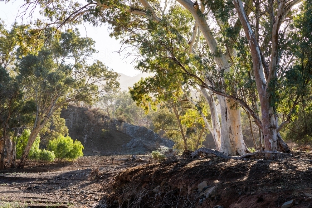 gum trees on creek bank backlit by morning light - Australian Stock Image