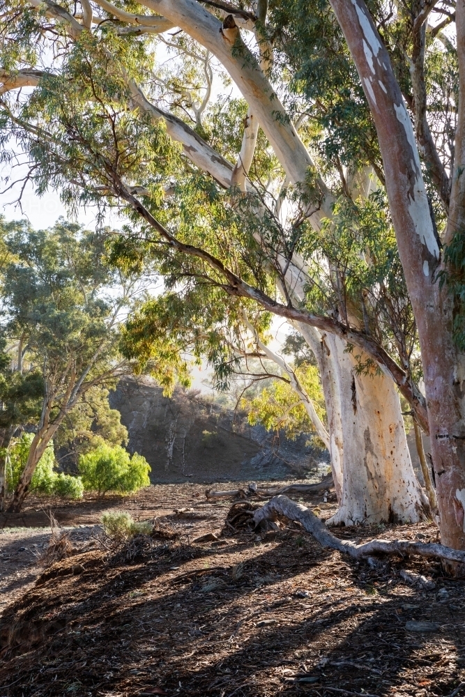 gum trees on creek bank backlit by morning light, vertical - Australian Stock Image