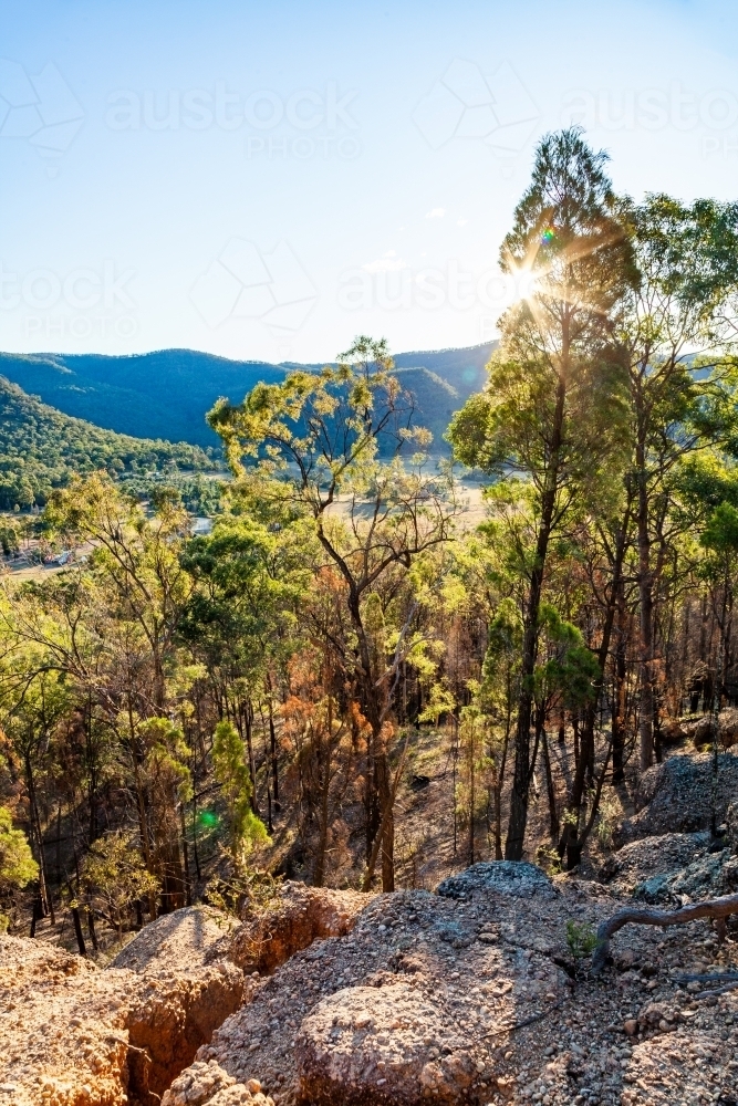 Gum trees on steep hillside in australian afternoon light - Australian Stock Image