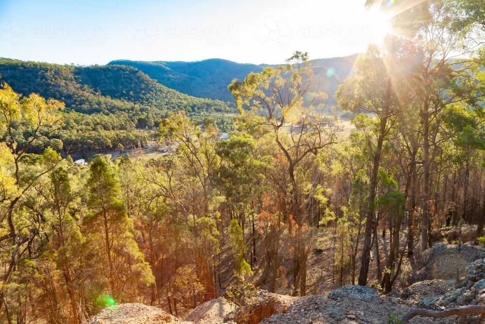 Gum trees on steep hillside in australian afternoon light - Australian Stock Image