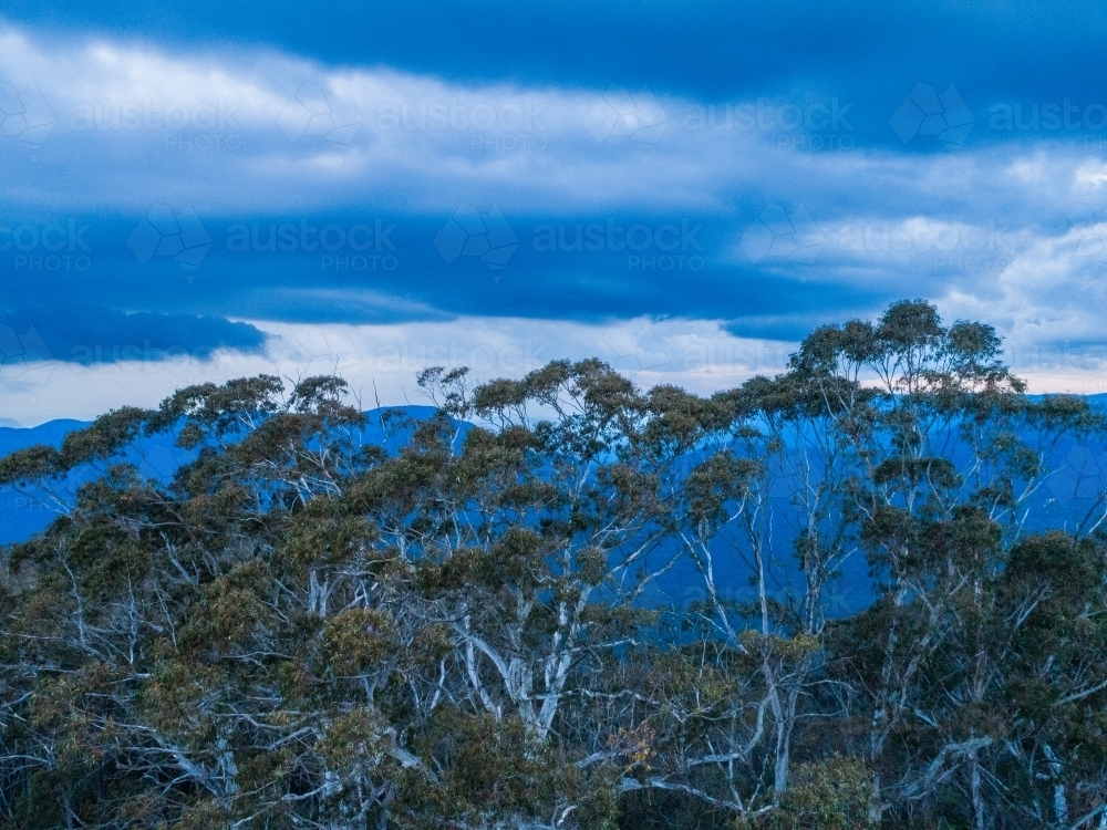 Gum trees on the edge of a national park in Blue Mountains Katoomba - Australian Stock Image
