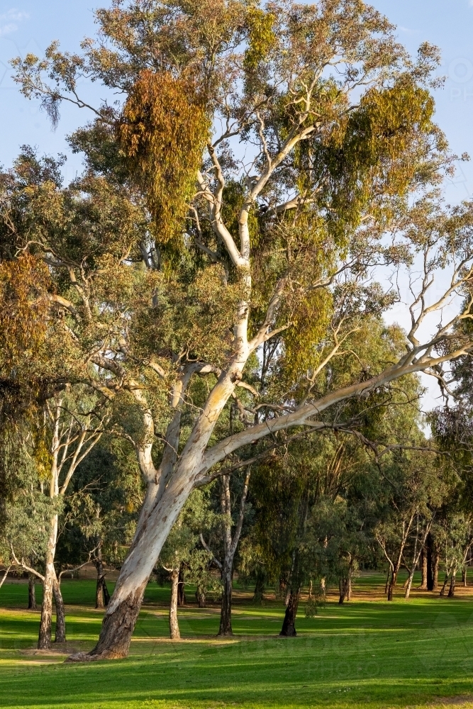 Gum trees on the hills of Tumut - Australian Stock Image