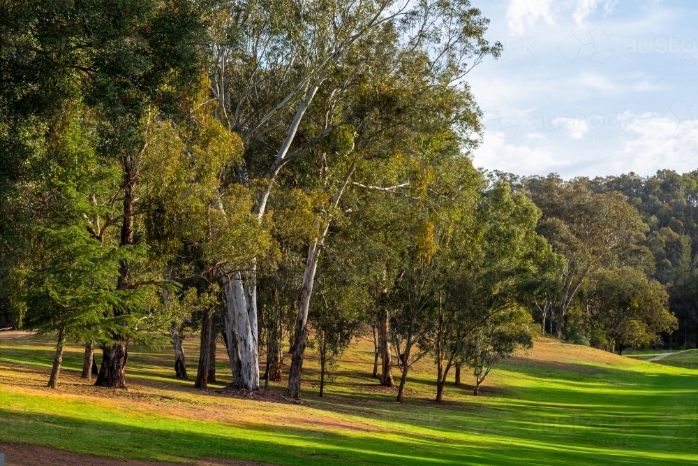 Gum trees on the hills of Tumut - Australian Stock Image