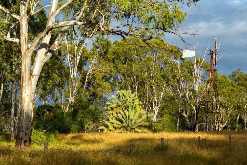 Gum trees, palm and a windmill. - Australian Stock Image