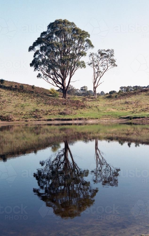 Gum trees reflected in a dam in the country side - Australian Stock Image
