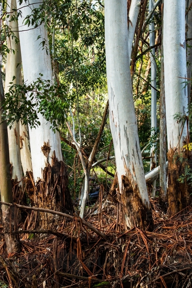 gum trees shedding bark, vertical - Australian Stock Image