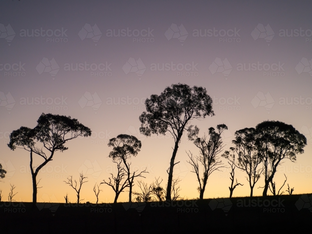 Gum trees silhouetted against a bright evening sky - Australian Stock Image
