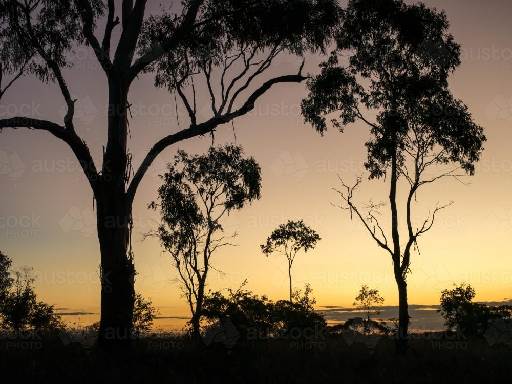 Gum trees silhouetted against an orange sky after sunset - Australian Stock Image