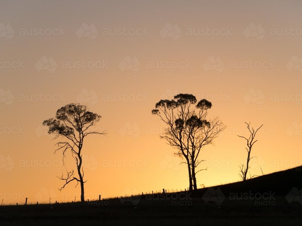 Gum trees silhouetted against dawn sky before sunrise - Australian Stock Image