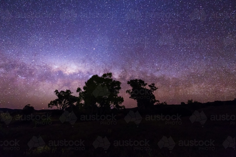 Gum trees silhouetted against starry night sky - Australian Stock Image