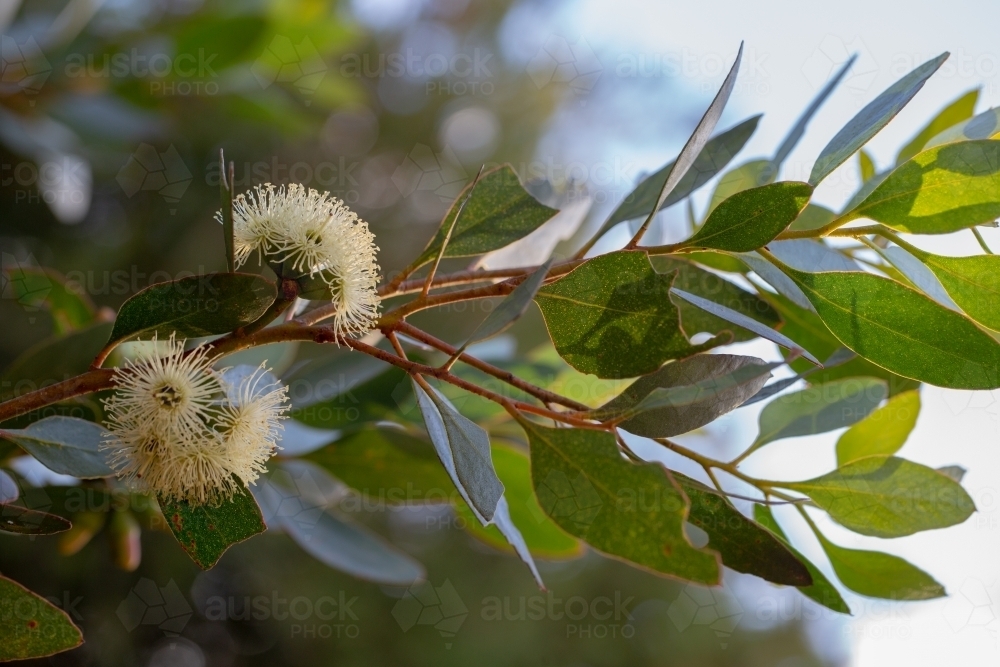 gumblossom flowers and leaves on a tree - Australian Stock Image