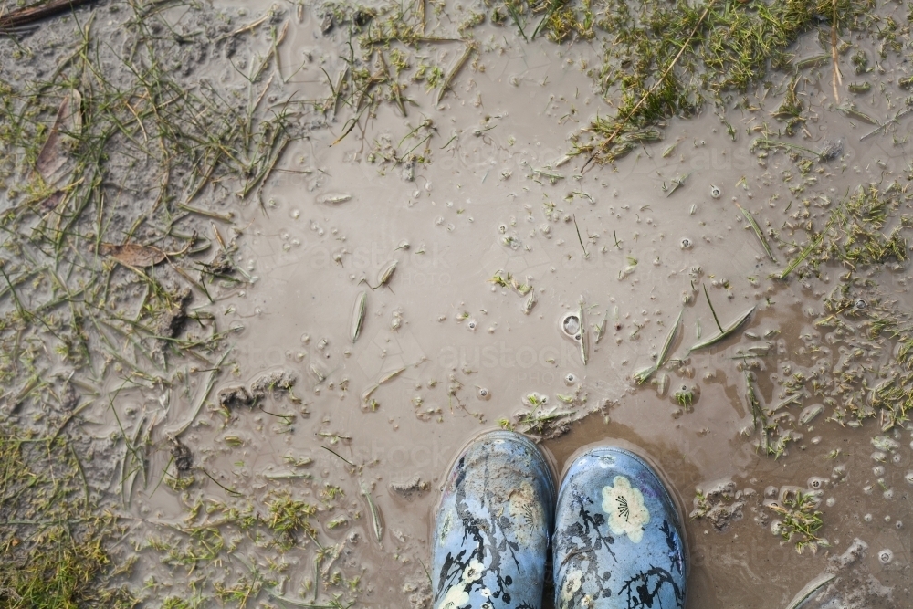 Gumboots standing in a muddy puddle from above. - Australian Stock Image