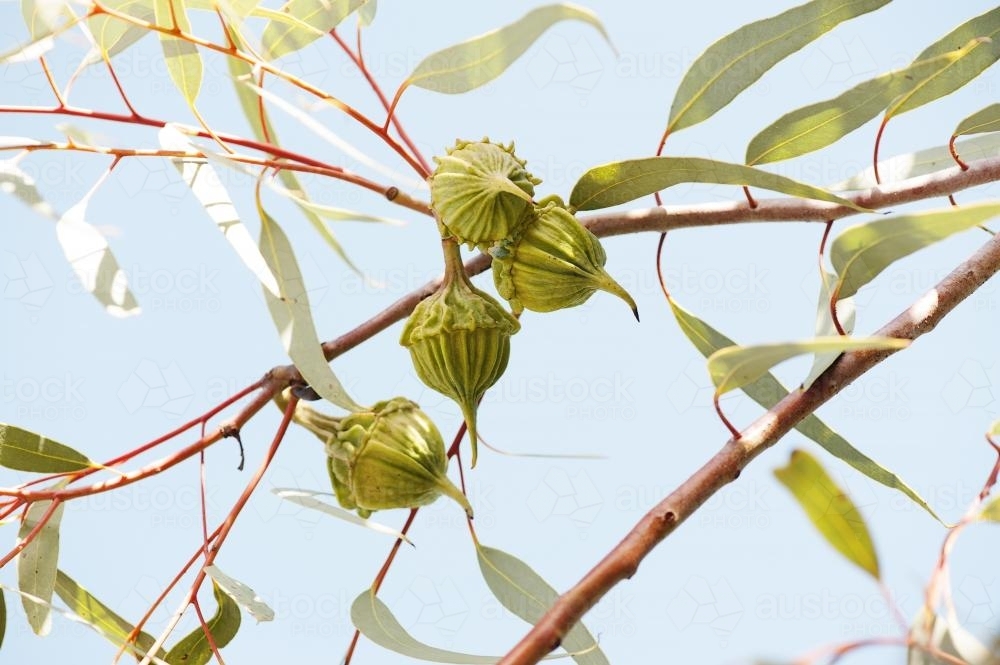 Gumnuts and gum leaves against sky - Australian Stock Image