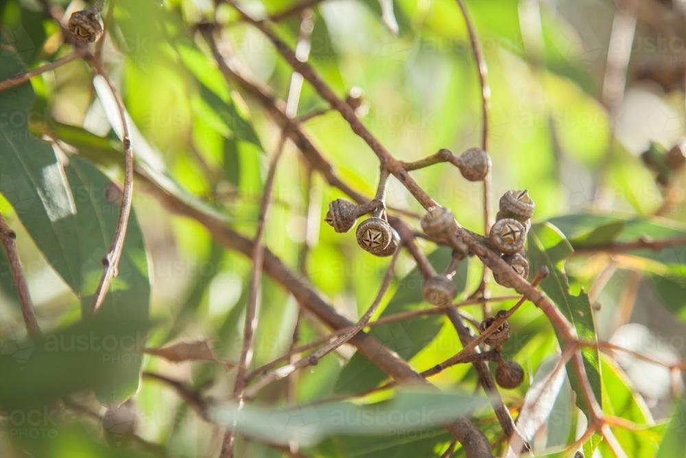 Gumnuts and gum leaves with afternoon sunlight shining through them - Australian Stock Image
