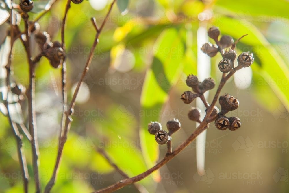 Gumnuts and gum leaves with afternoon sunlight shining through them - Australian Stock Image