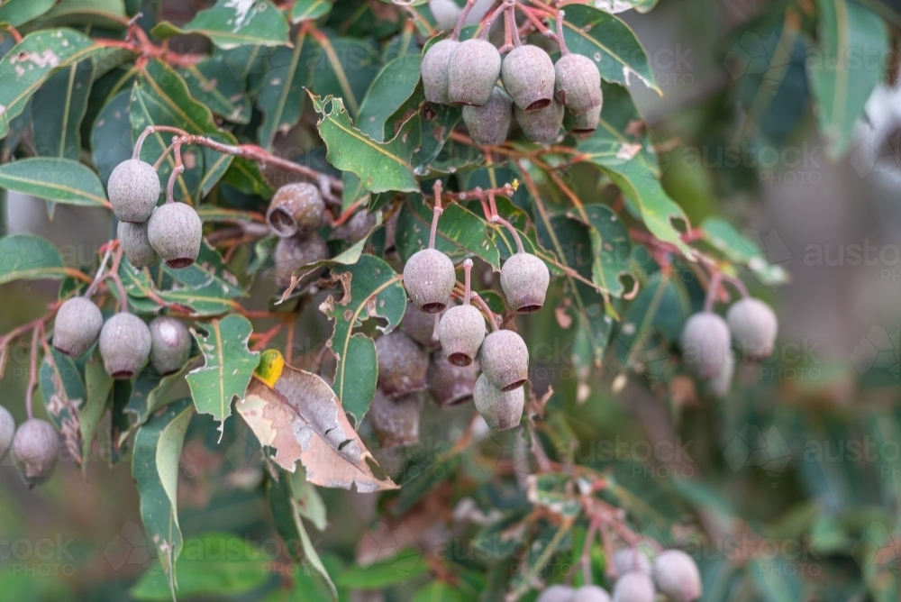 Gumnuts - Australian Stock Image