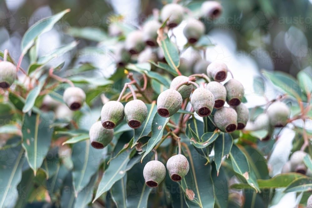 Gumnuts - Australian Stock Image