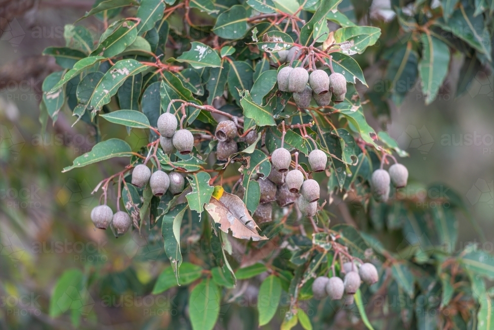 Gumnuts - Australian Stock Image