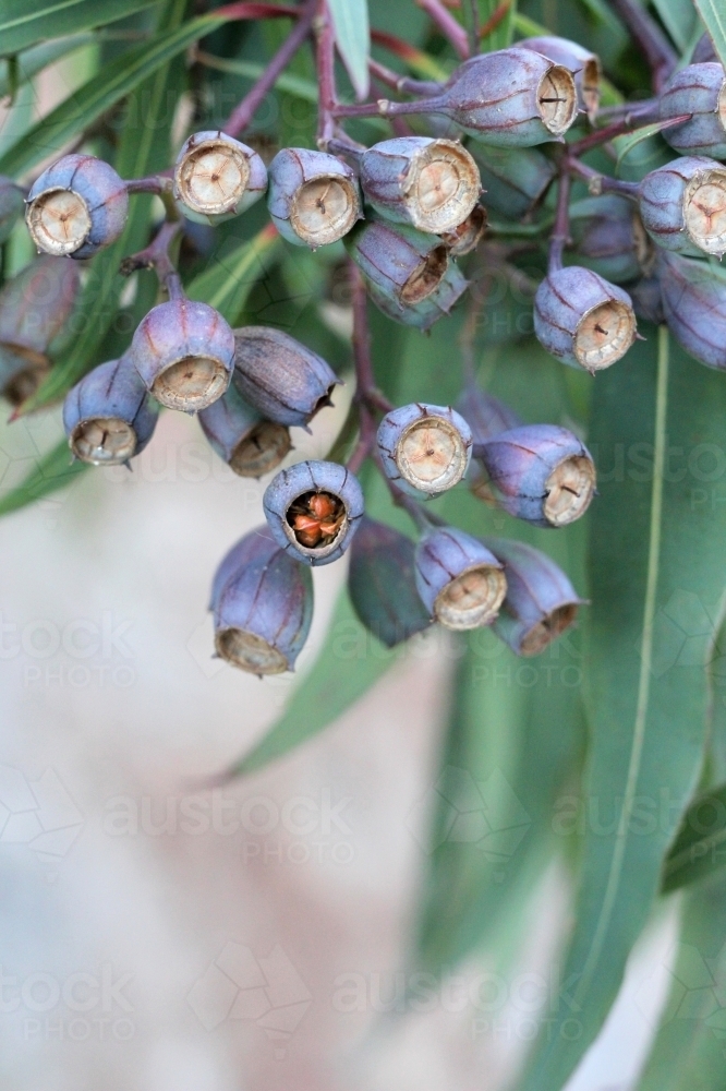 Gumnuts detail - Australian Stock Image