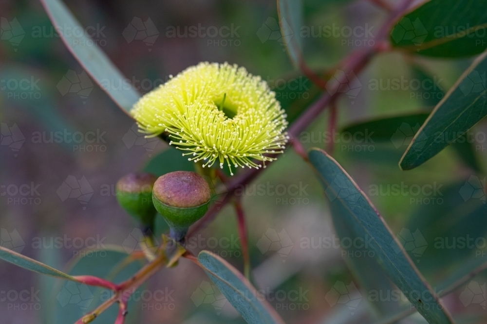 Gumnuts on bell-fruited mallee - Australian Stock Image