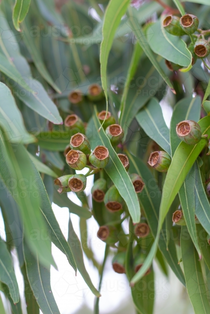 Gum nuts on tree - Australian Stock Image