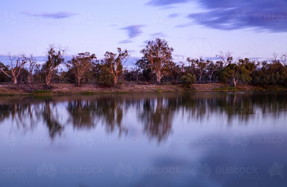 gums at dusk on banks of river - Australian Stock Image