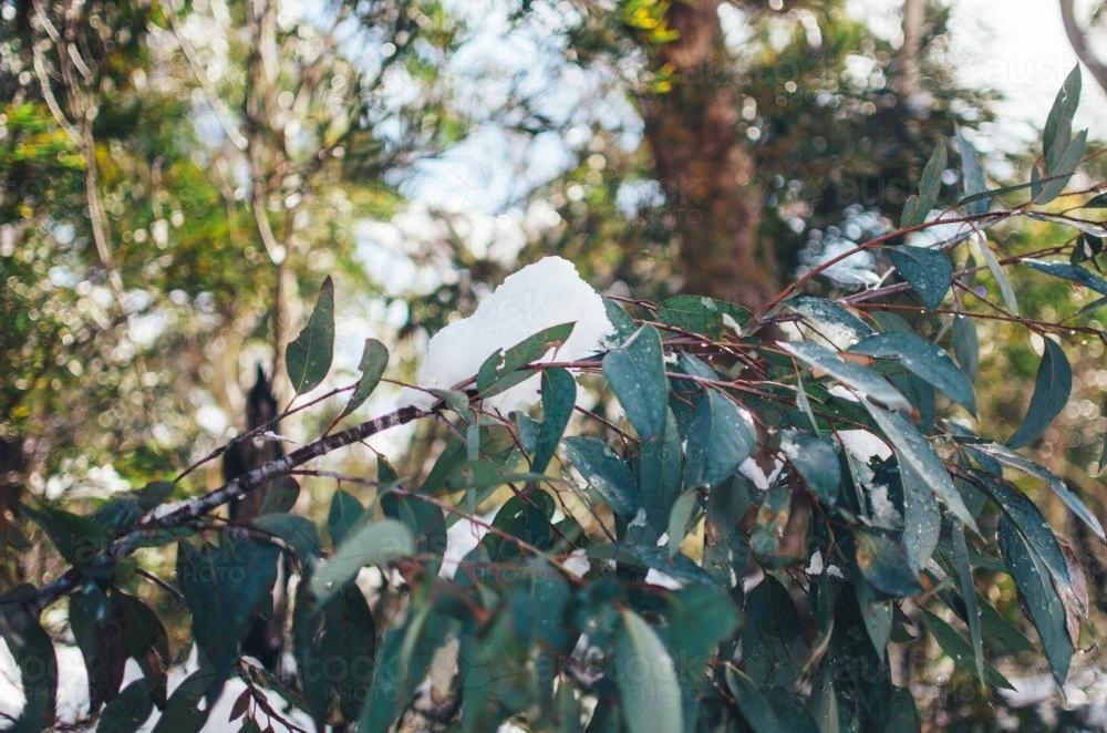 Gumtree branch covered in snow - Australian Stock Image