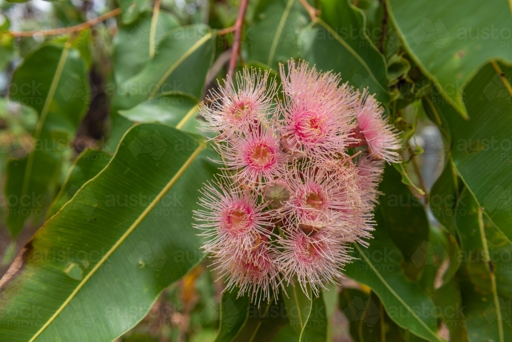 Image of Gumtree Flowers - Austockphoto