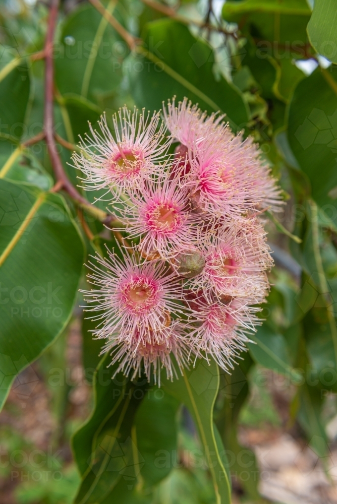 Small Gumtree Image of Gumtree Flowers - Austockphoto