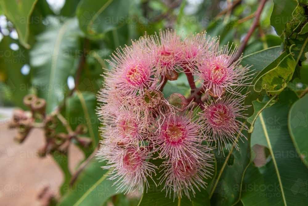 Small Gumtree Image of Gumtree Flowers - Austockphoto