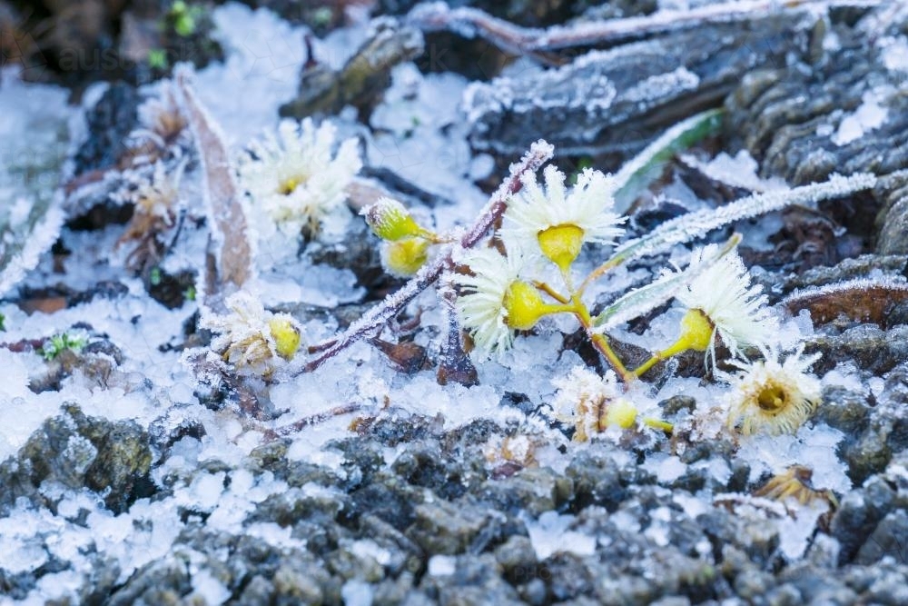 Gumtree flowers lying on the ground amongst hailstones and frost - Australian Stock Image