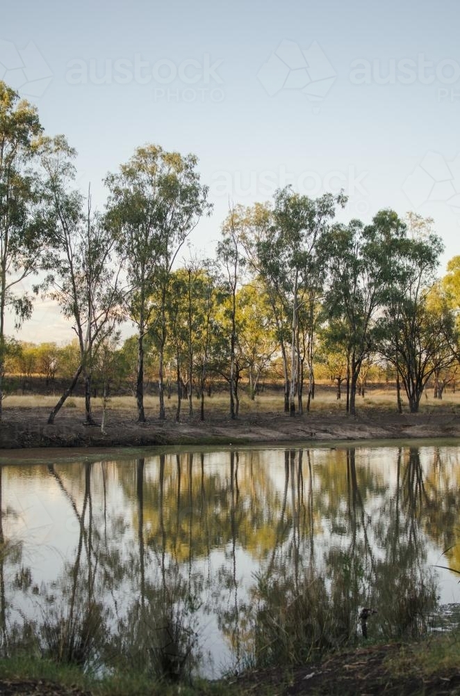 Gumtree's reflected in still river - Australian Stock Image