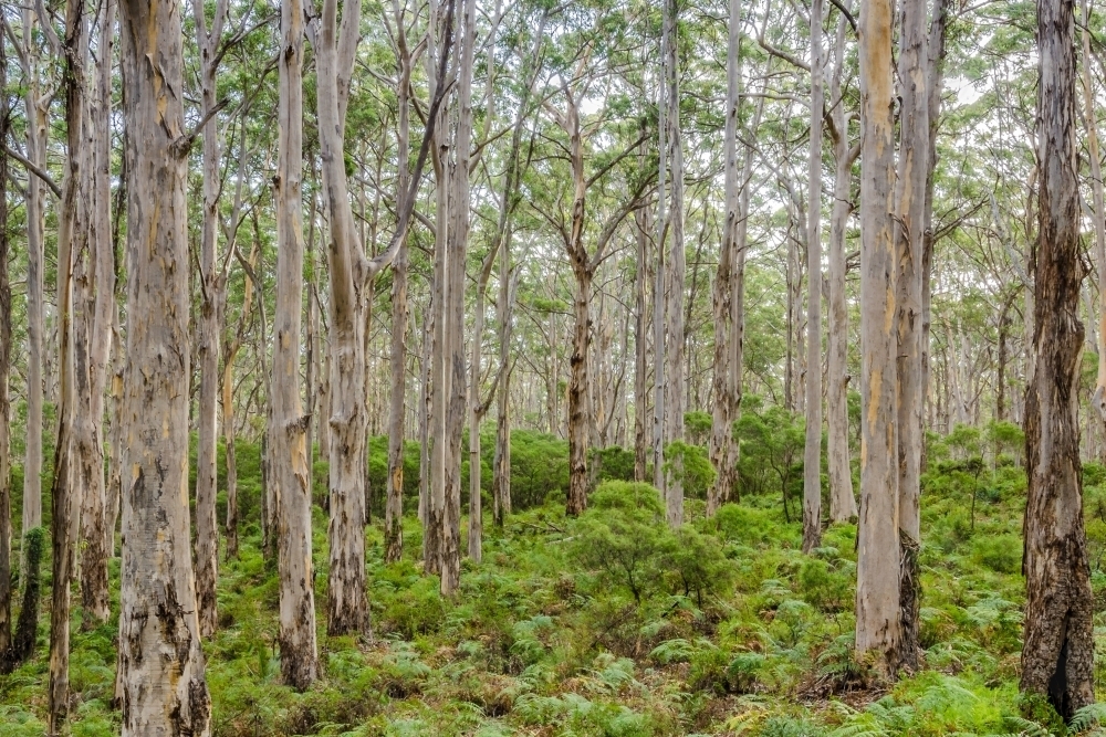 Gumtree trunks in Boranup Forest at Karri Lookout - Australian Stock Image