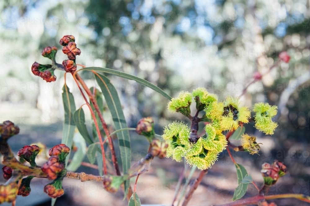 Gumtree with yellow blossoms - Australian Stock Image
