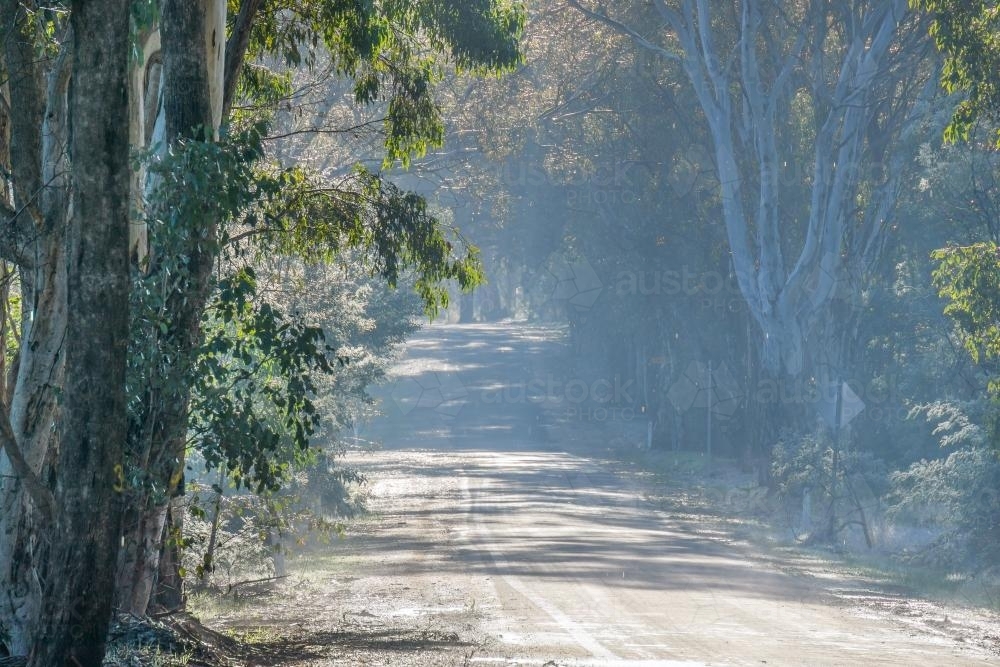 Gumtrees line a country road leading off into the foggy distance - Australian Stock Image