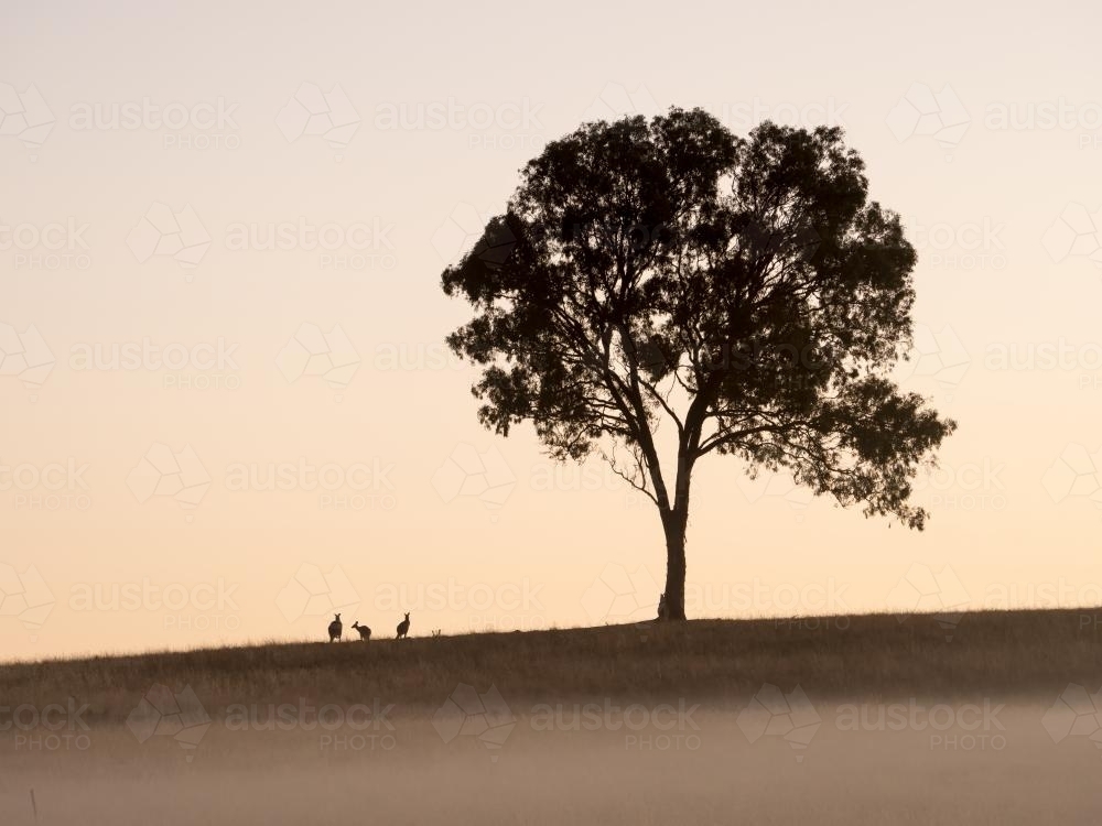 Gun tree and kangaroos silhouetted against morning sky - Australian Stock Image