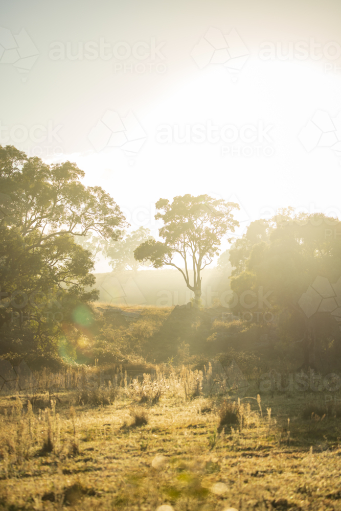 Gun trees in the Australian countryside in early morning light on foggy autumn morning - Australian Stock Image