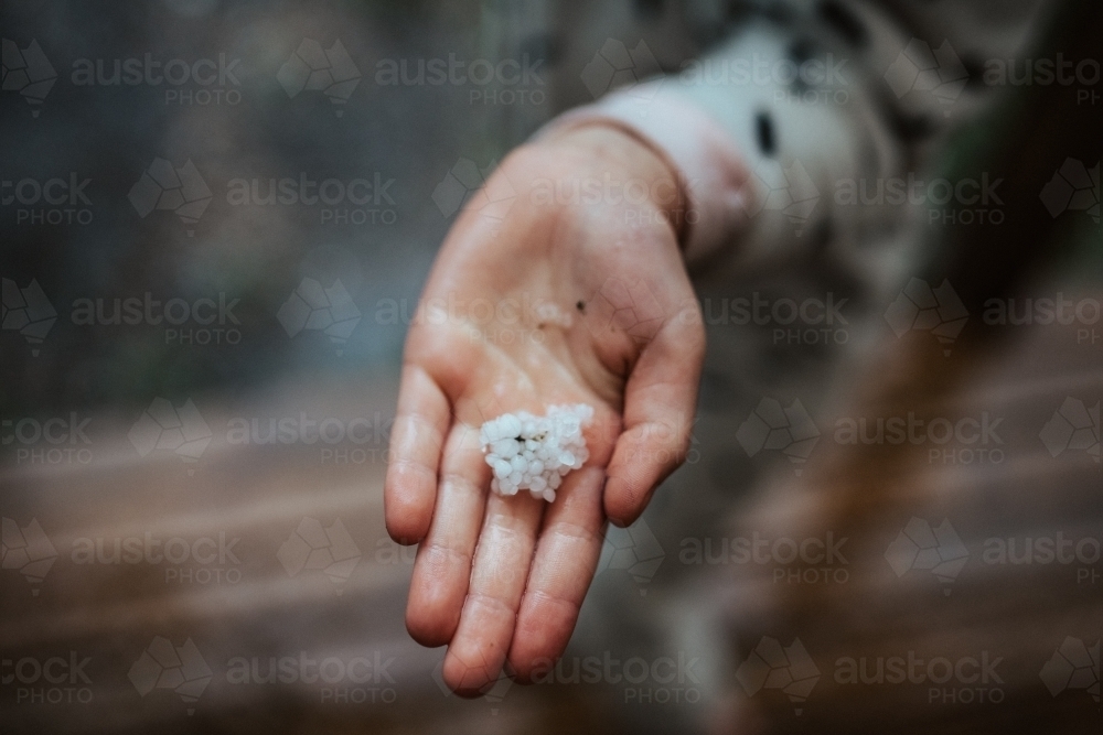 Hail stones in a child's hand - Australian Stock Image