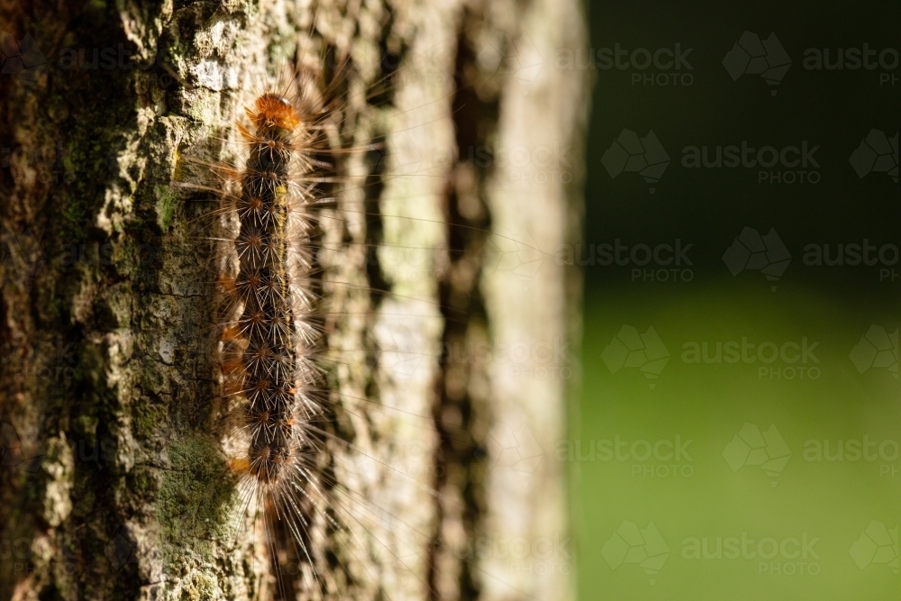 Hairy Caterpillar on Tree Trunk - Australian Stock Image