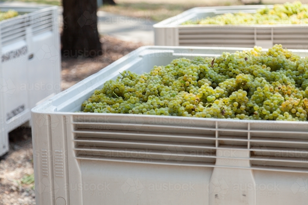 Half ton grape bin filled with the days grape harvest - Australian Stock Image