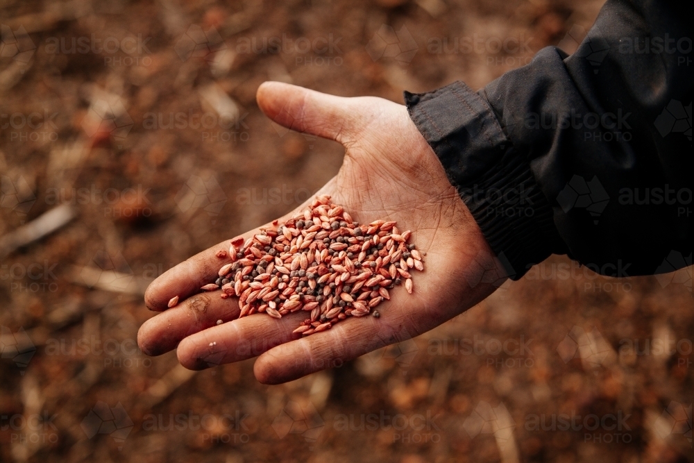 Hand and Barley - Australian Stock Image